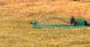 Oscillating lawn sprinkler spraying water across a dry, yellowed patch of grass.