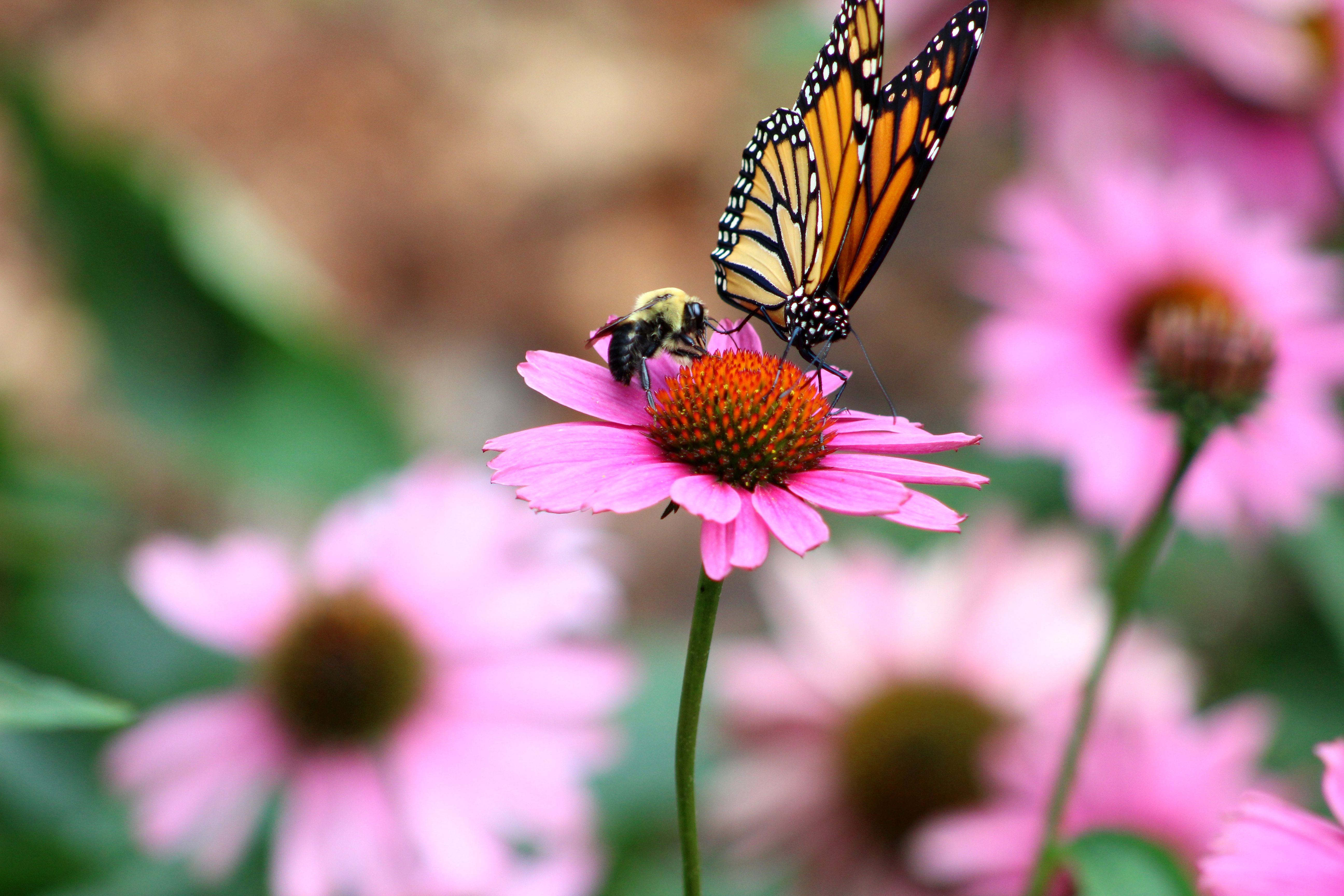A butterfly landing on a flower