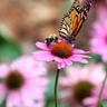 A butterfly landing on a flower