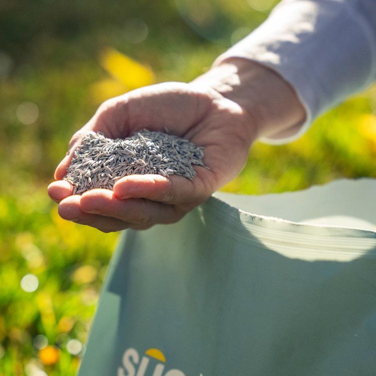 Pet grass seed in a hand