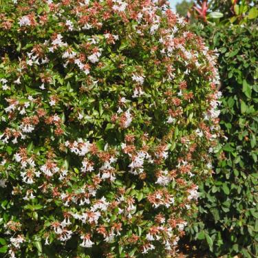 Rose Creek Abelia