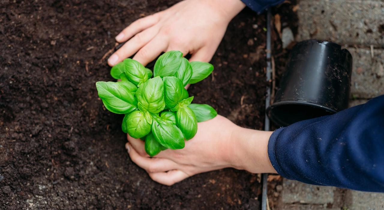 herb garden and hands