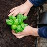 herb garden and hands
