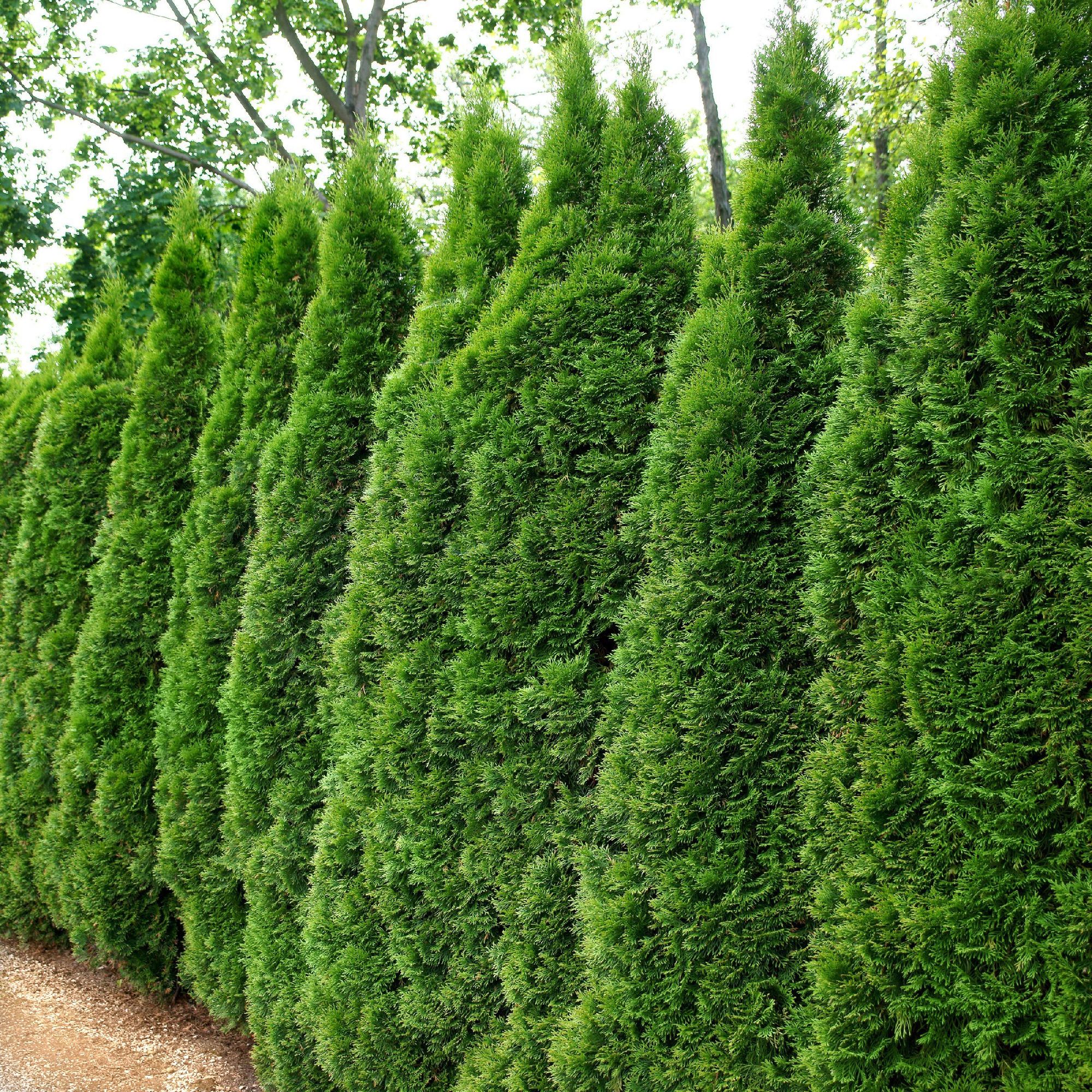 Emerald Green Arborvitae Privacy Screen