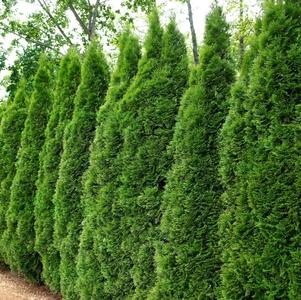 Emerald Green Arborvitae Privacy Screen