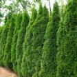 Emerald Green Arborvitae Privacy Screen