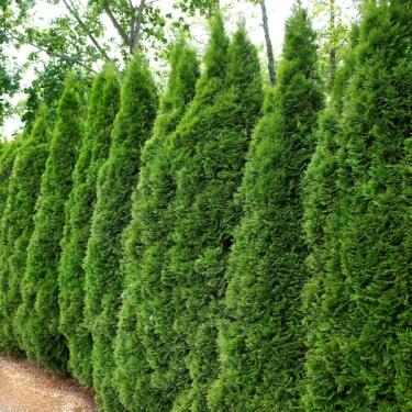 Emerald Green Arborvitae