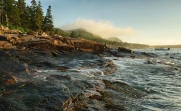 Maine seaweed harvesting seashore