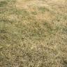 Lawn turning golden or going dormant due to drought