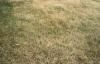 Lawn turning golden or going dormant due to drought