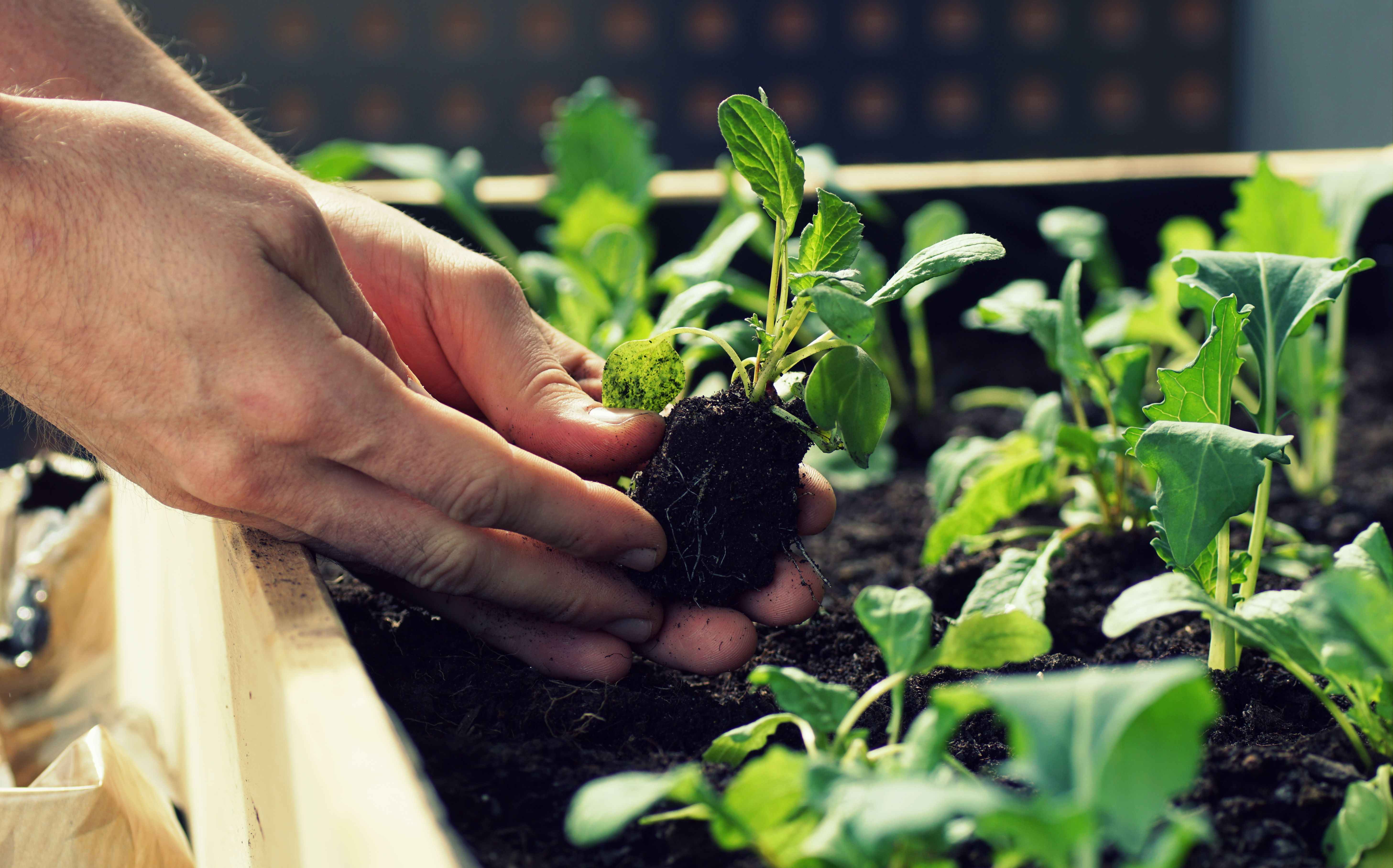 hand planting garden seedlings