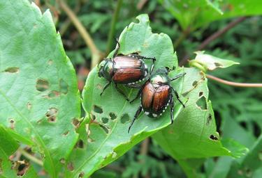 Beetles eating a leaf