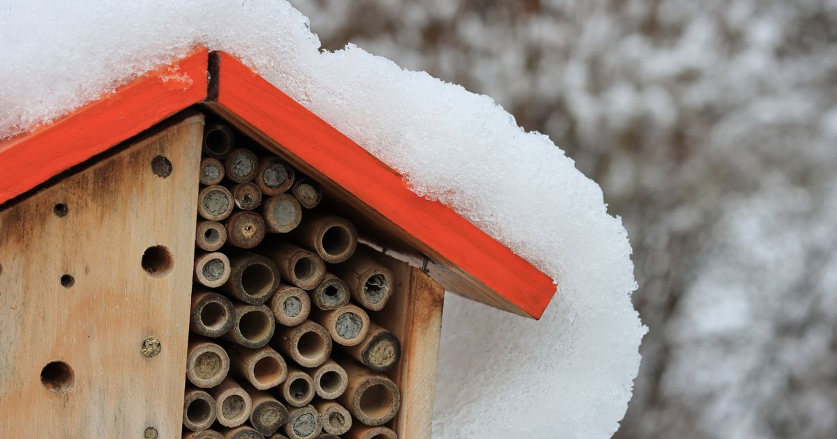 Help Pollinators Overwinter | Sunday Lawn Care