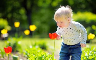 little boy smelling tulips
