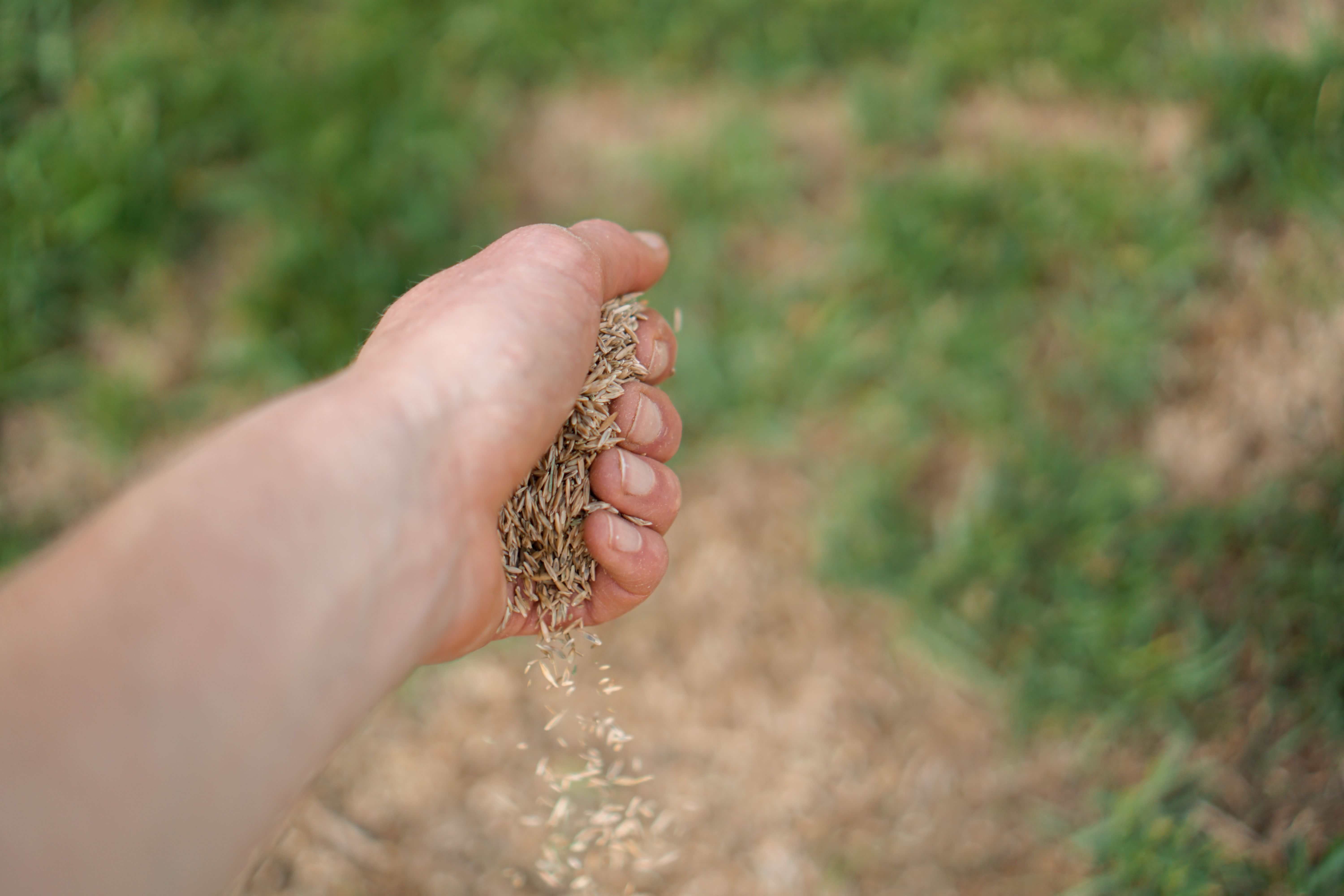 Close-up picture of person dropping grass seeds from their hand onto a lawn.