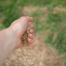 Close-up picture of person dropping grass seeds from their hand onto a lawn.