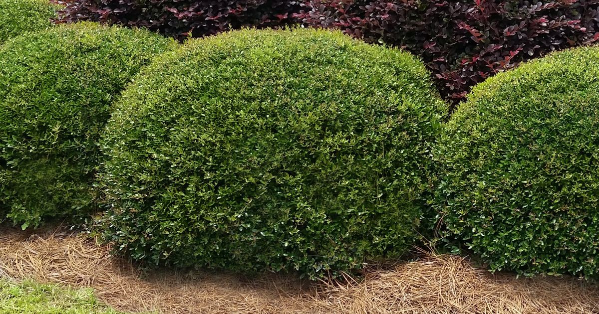 Dwarf Yaupon Holly Shrub Sunday Lawn Care dwarf-yaupon-holly-shrub-sunday-lawn-care