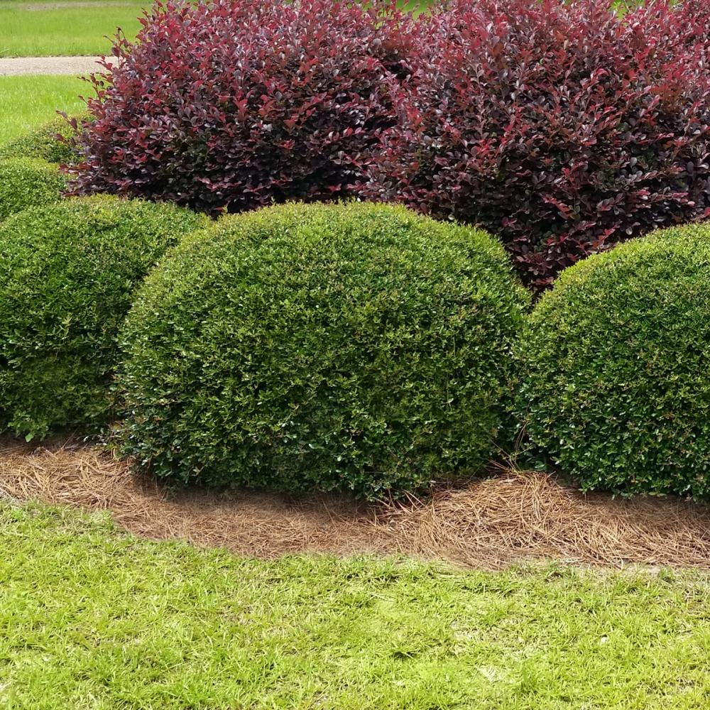 Dwarf Yaupon Holly Shrub Sunday Lawn Care dwarf-yaupon-holly-shrub-sunday-lawn-care
