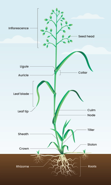 Graphic that shows how to identify grass parts