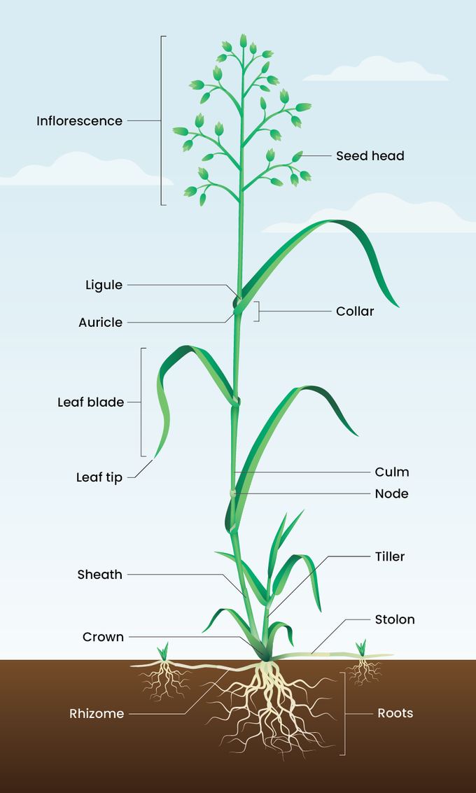 How to Identify Grass | Sunday Lawn Care