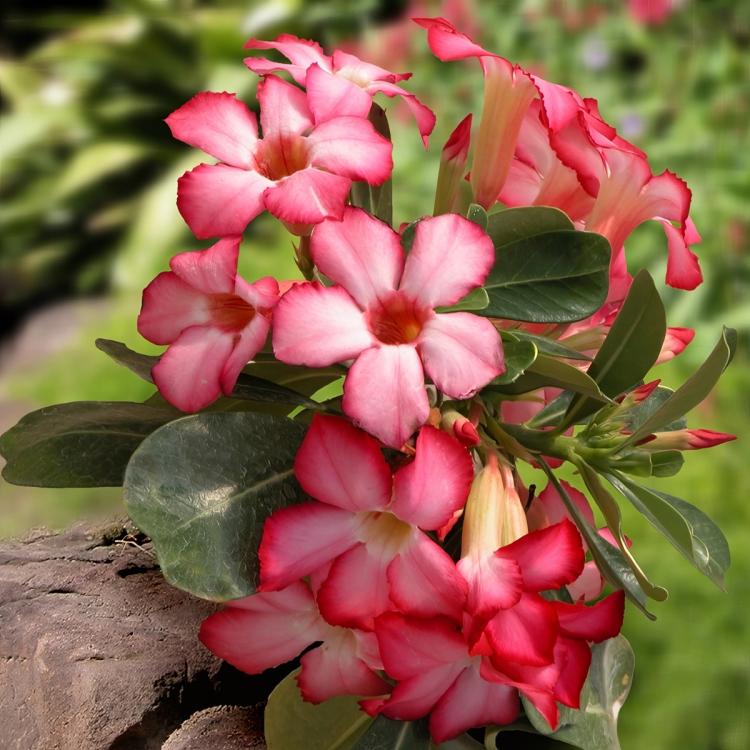 Desert Rose bloom closeup, outside