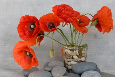 A beautiful bouquet of red poppy flowers in a vase with pebbles at the bottom.
