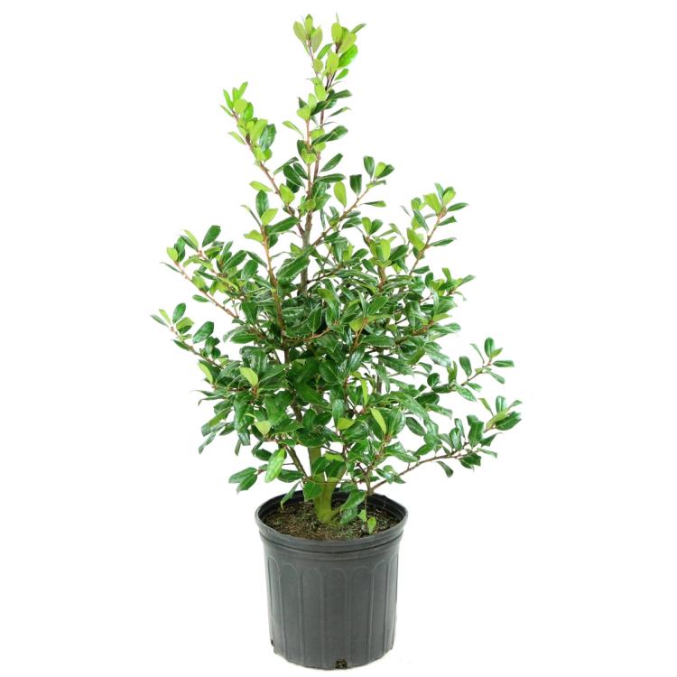Nellie Stevens Holly Trade 3 Gallon