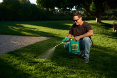 Person kneeling on a lawn using a hand sprayer to apply Sunday Dandelion Doom weed killer to a patch of grass.