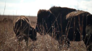 Close-up of two bison grazing in tall, dry prairie grass with a bright sky in the background.