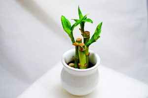 Bamboo Plant