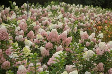 Strawberry Sundae Hydrangea