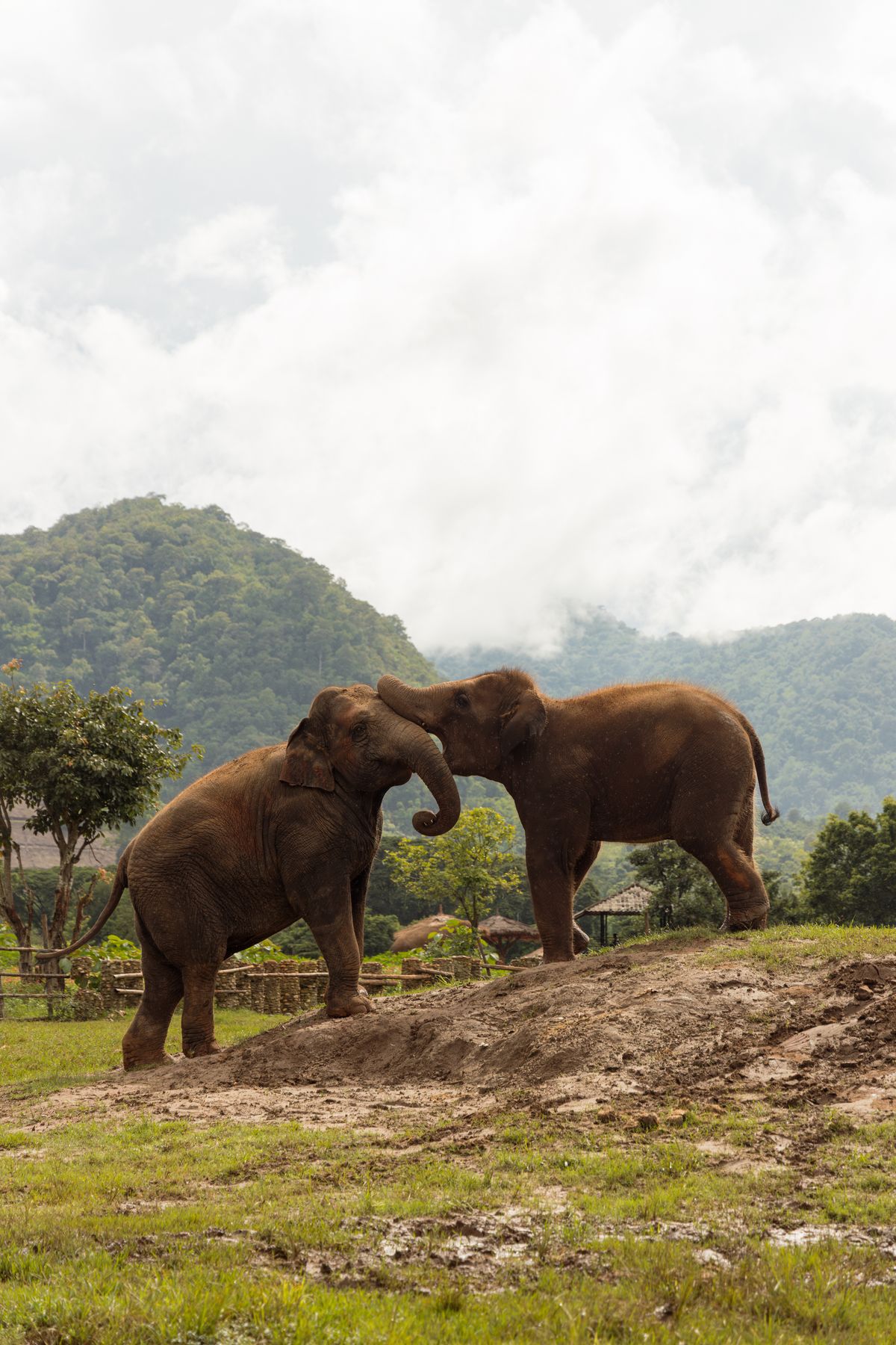 Chiang Mai, Thailand — chiangmaielephantnaturepark