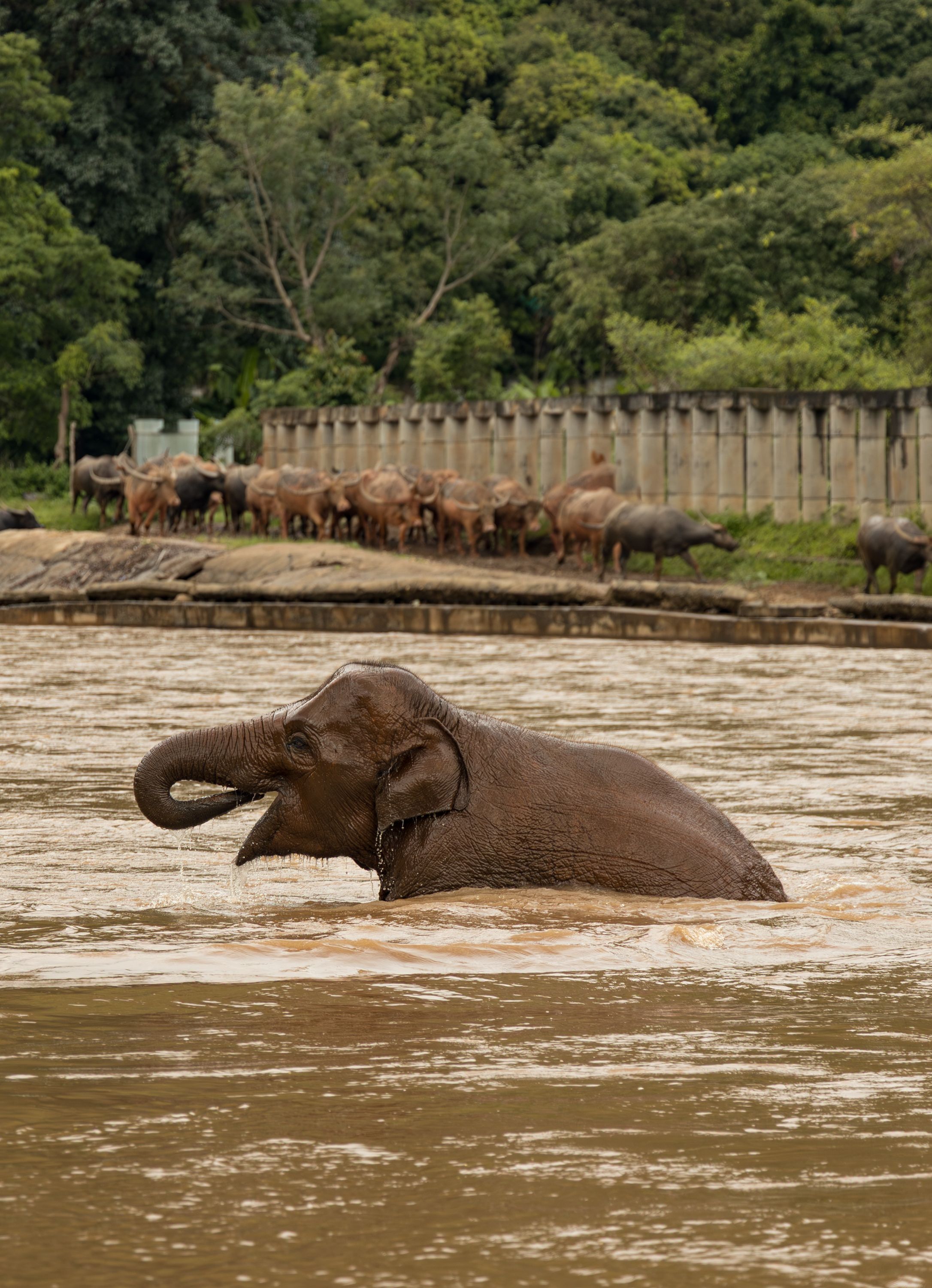Chiang Mai, Thailand