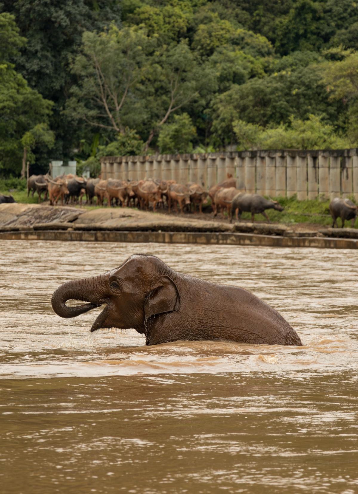 Chiang Mai, Thailand — chiangmaielephantnaturepark