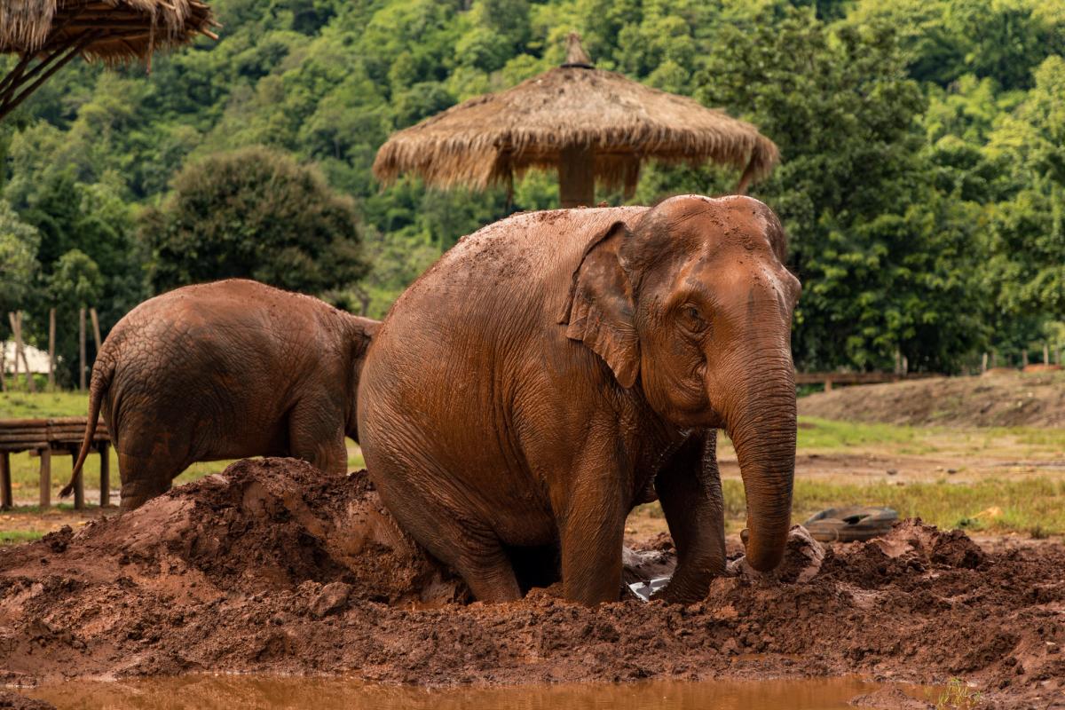 Chiang Mai, Thailand — chiangmaielephantnaturepark