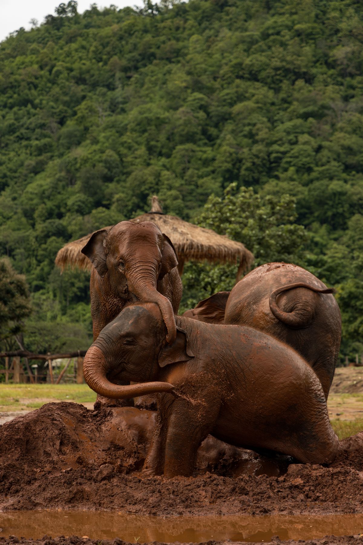 Chiang Mai, Thailand — chiangmaielephantnaturepark