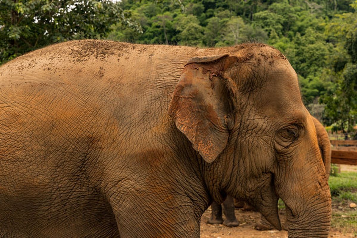 Chiang Mai, Thailand — chiangmaielephantnaturepark