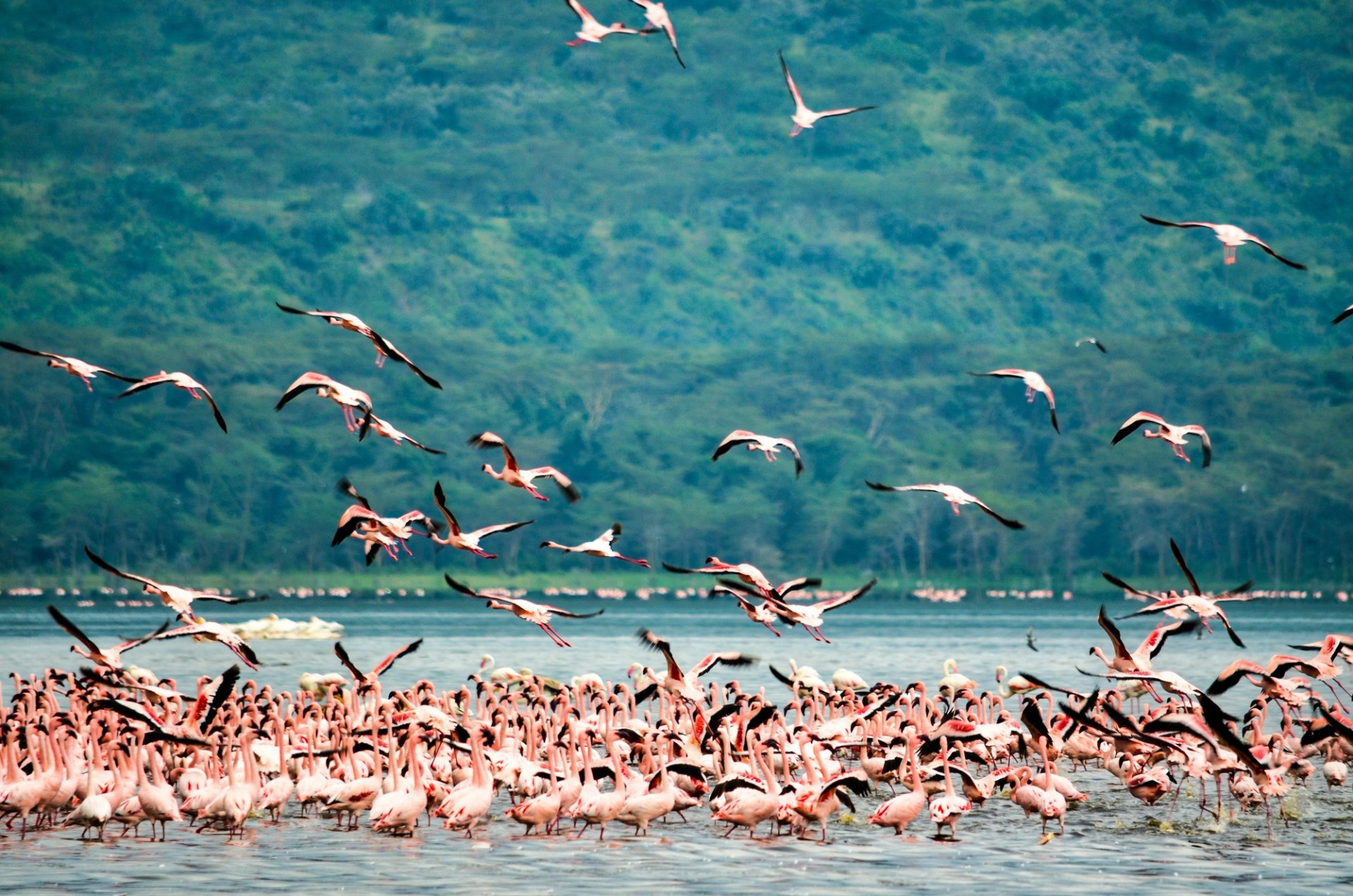Naivasha luxury short-stay properties — LAI Group KE