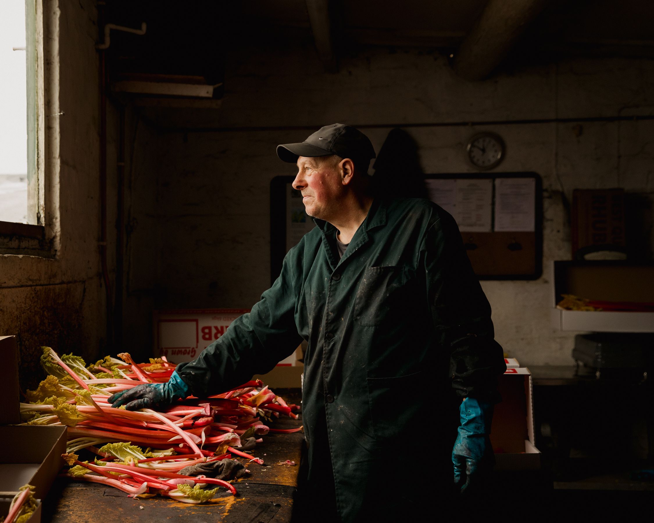 rhubarb