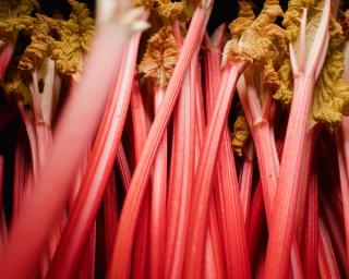 rhubarb