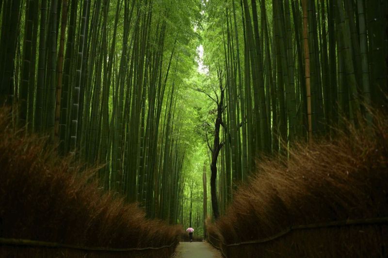 Japan Korea 8D | 3 Add Ons gallery 8