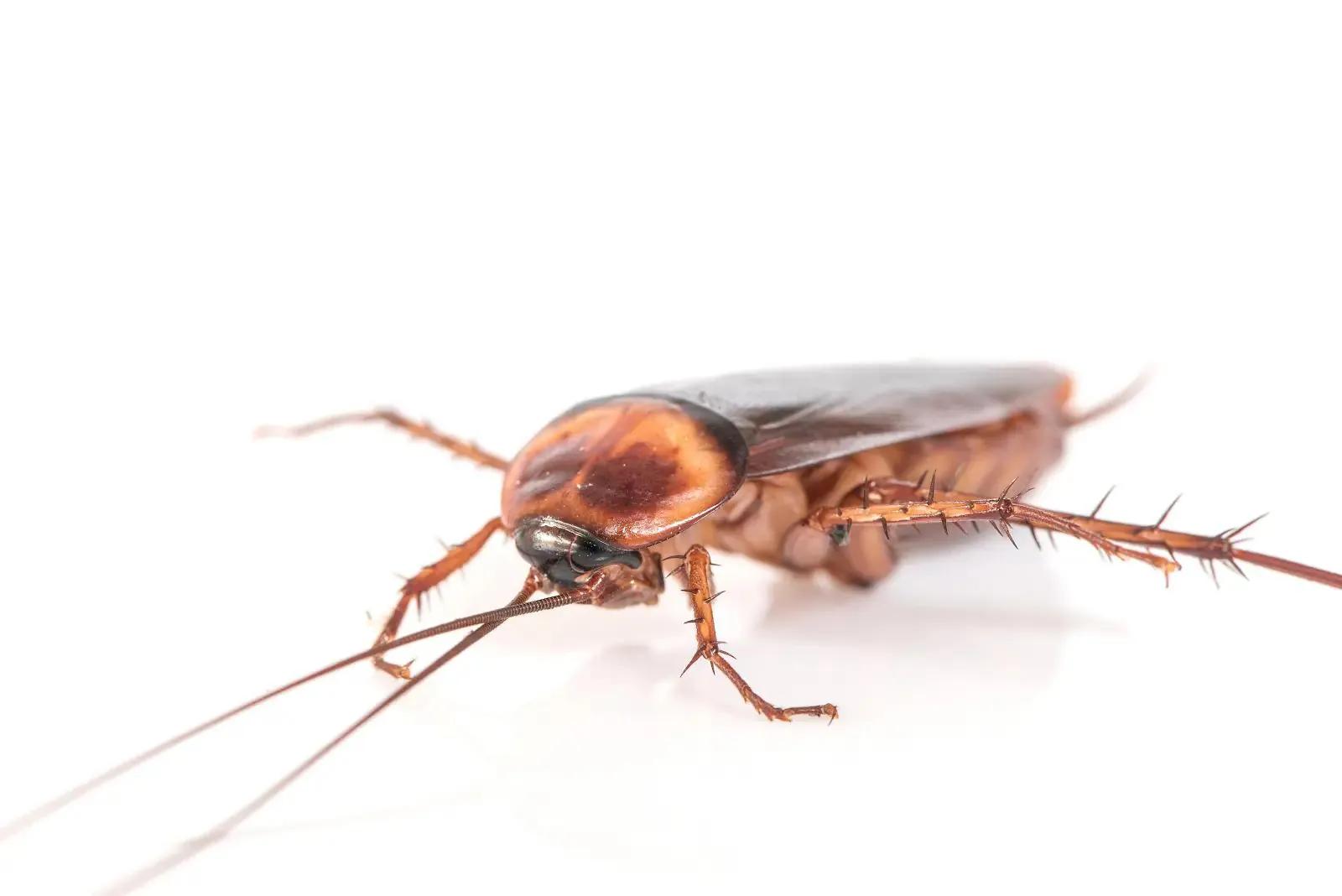 Cockroach Control That Lasts: Safe & Effective Solutions