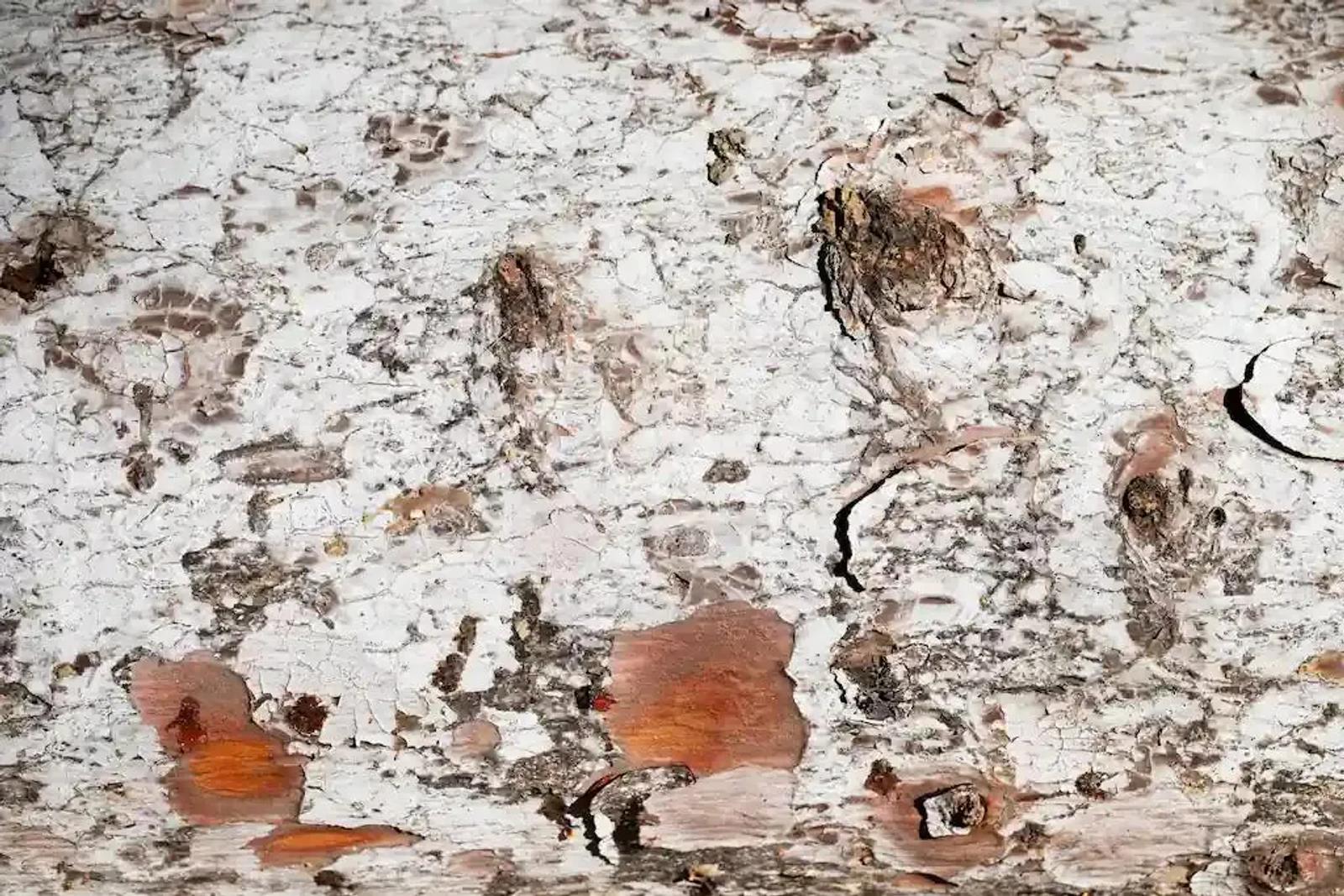 4 Best Termite Control Methods & How to Choose Right"