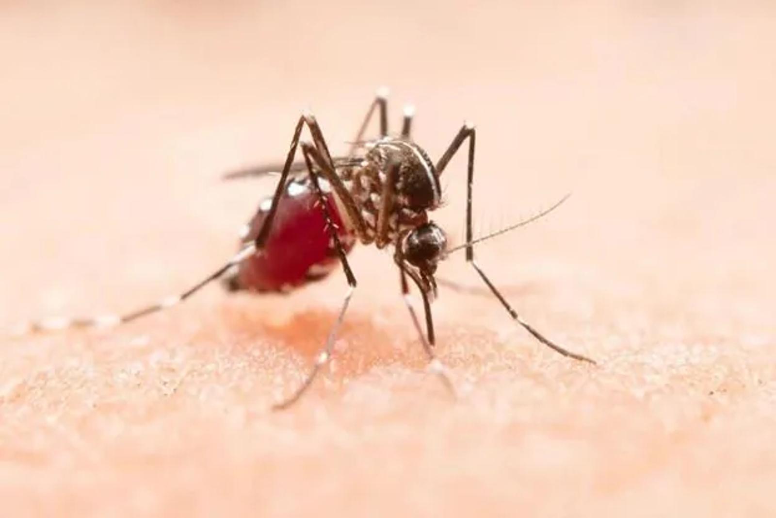 Mosquito Control in Winter: Prevent Spring Outbreaks