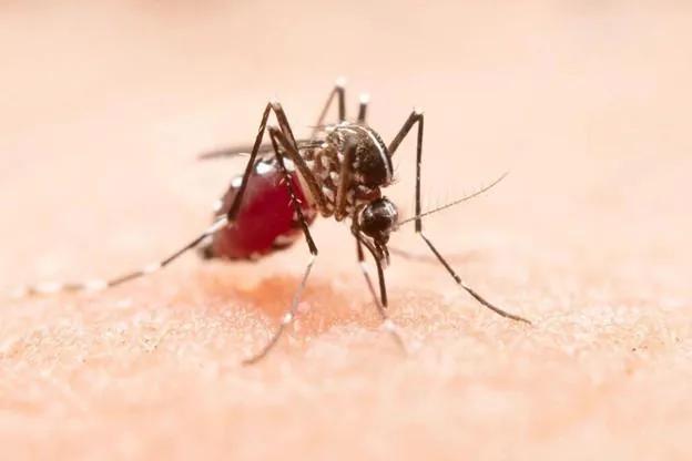 Mosquito Control in Winter: Prevent Spring Outbreaks