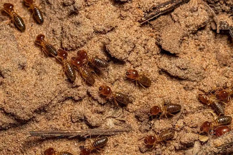 Pre vs Post Construction Anti-Termite Treatment Guide