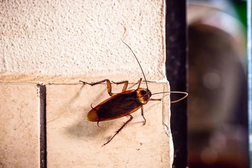 Cockroaches Coming From Drains: Causes & Prevention
