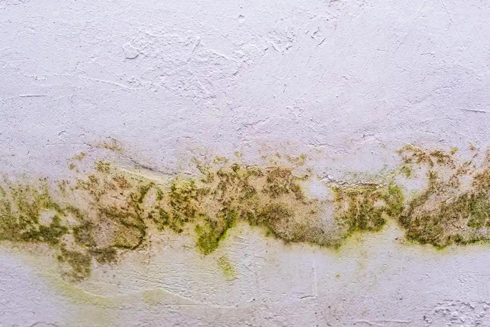 Why Damp Walls Are More Dangerous Than You Think