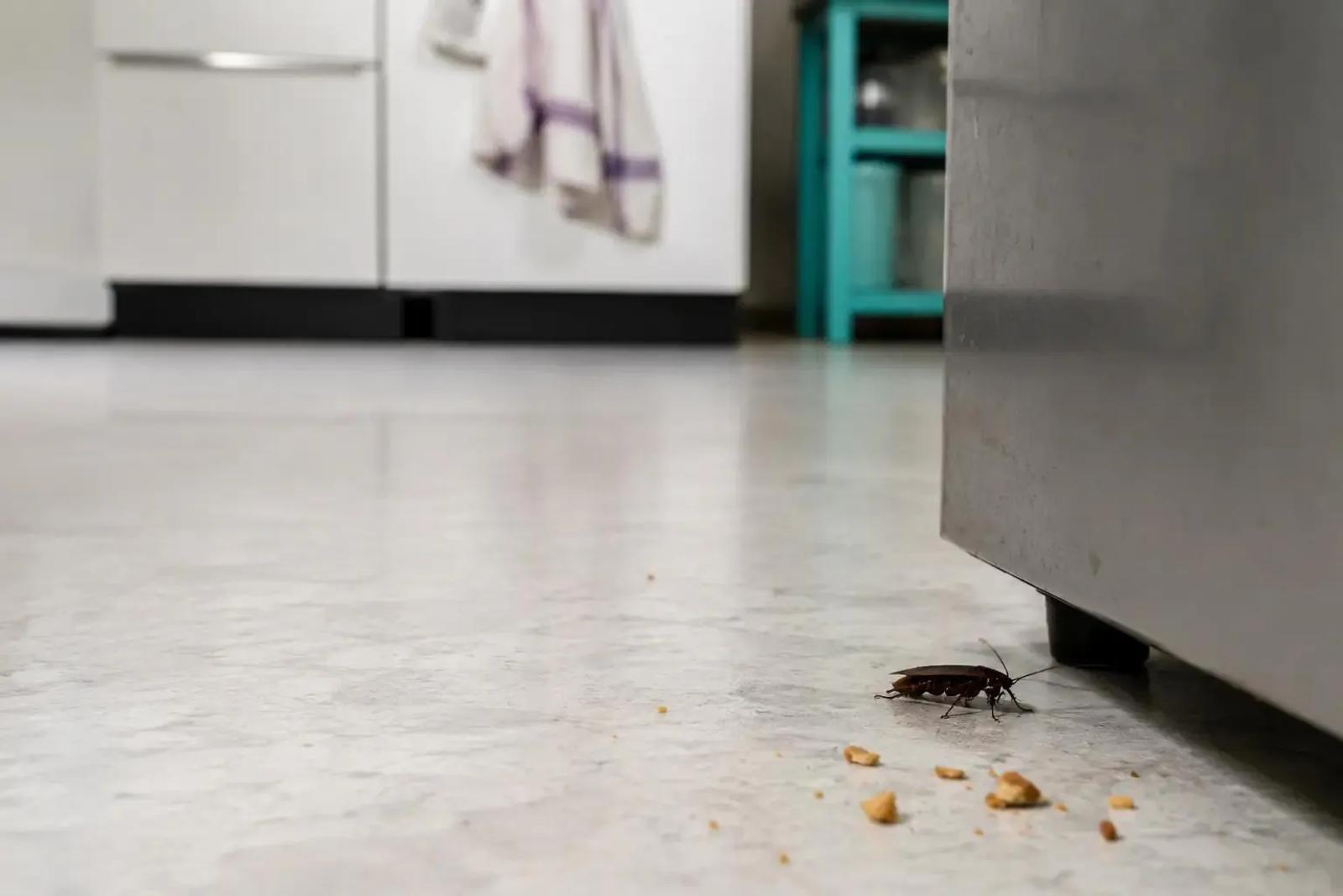 Why Do Pests in Home Appear Even After Cleaning?