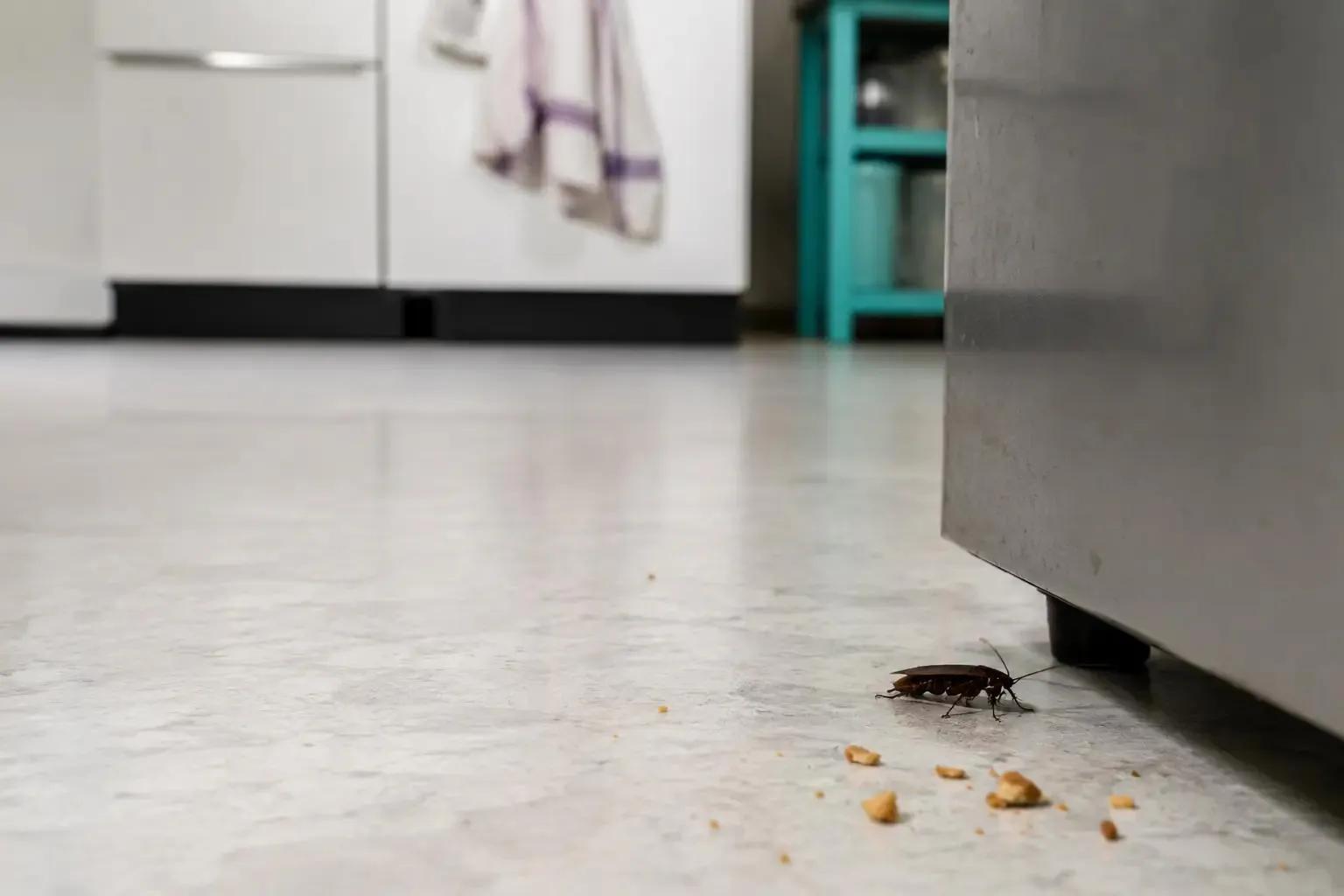 Why Do Pests in Home Appear Even After Cleaning?